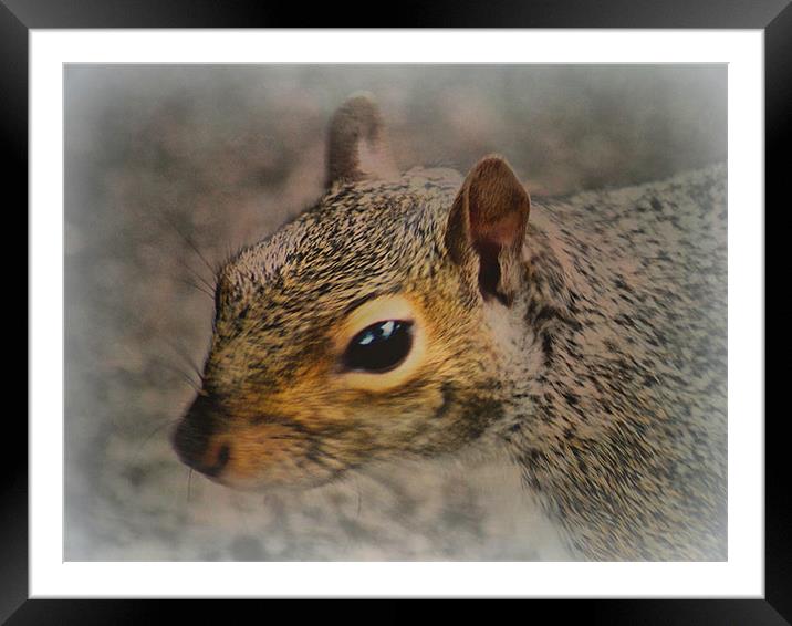 Stanley Park Squirrel Framed Mounted Print by Jacqui Kilcoyne