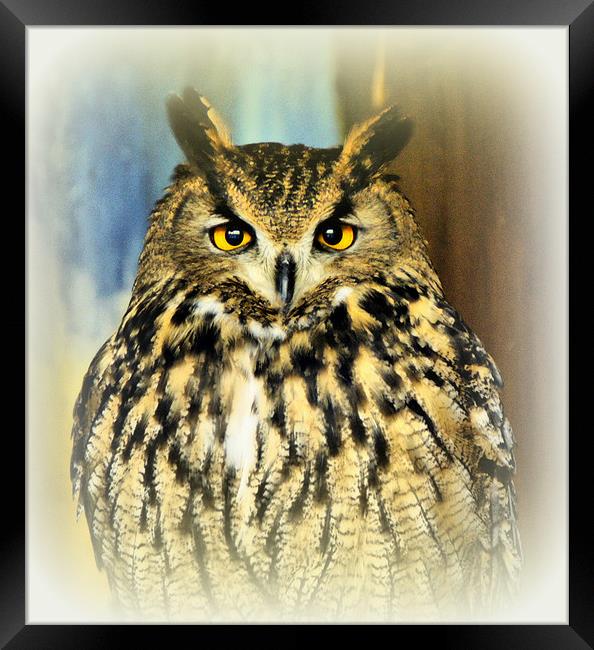 European Eagle Owl Framed Print by Jacqui Kilcoyne