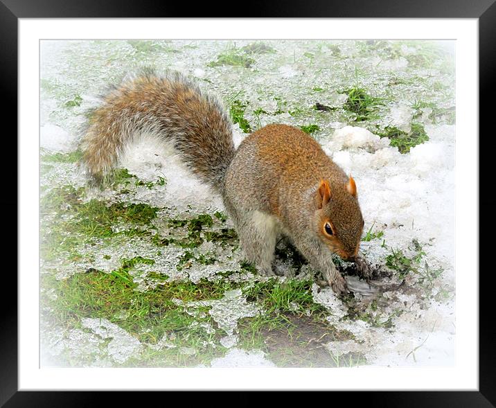 Snowy Squirrel Framed Mounted Print by Jacqui Kilcoyne