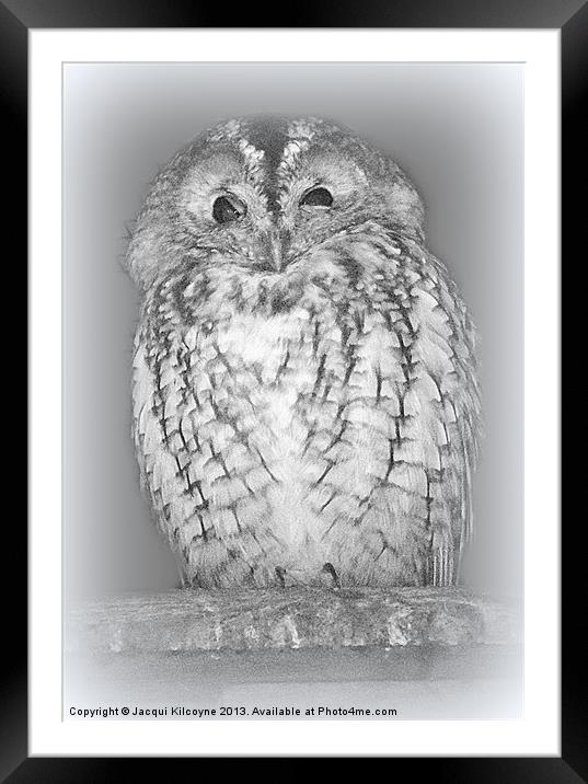 Spotted Eagle Owl Framed Mounted Print by Jacqui Kilcoyne