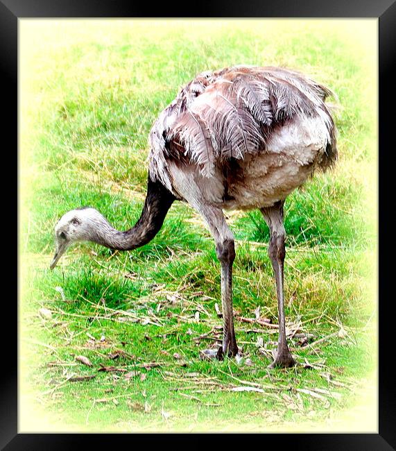 Rear view of a Rhea Framed Print by Jacqui Kilcoyne