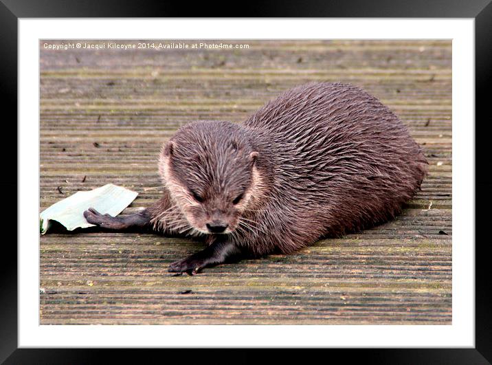 Otter Framed Mounted Print by Jacqui Kilcoyne