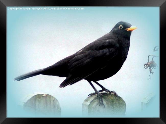 Common Blackbird Framed Print by Jacqui Kilcoyne