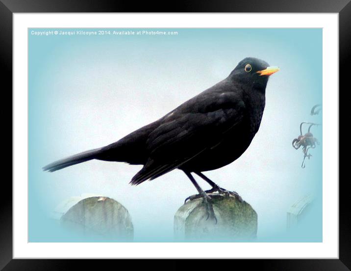 Common Blackbird Framed Mounted Print by Jacqui Kilcoyne