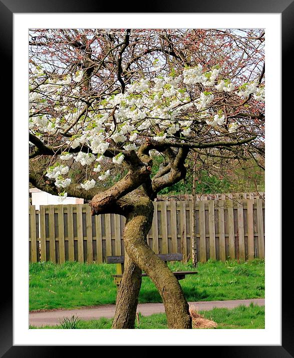 The Dancing Tree Framed Mounted Print by Jacqui Kilcoyne