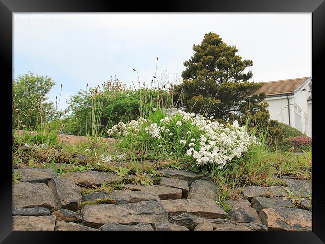 Over the Garden Wall Framed Print by Jacqui Kilcoyne