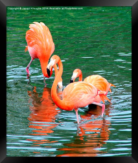 Pretty Flamingo  Framed Print by Jacqui Kilcoyne
