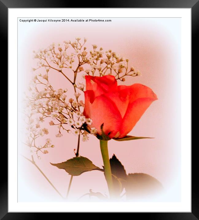 A Rose for Love  Framed Mounted Print by Jacqui Kilcoyne
