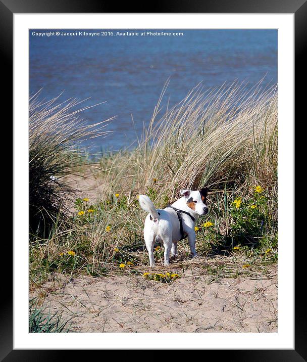 Doggie in the Dunes  Framed Mounted Print by Jacqui Kilcoyne