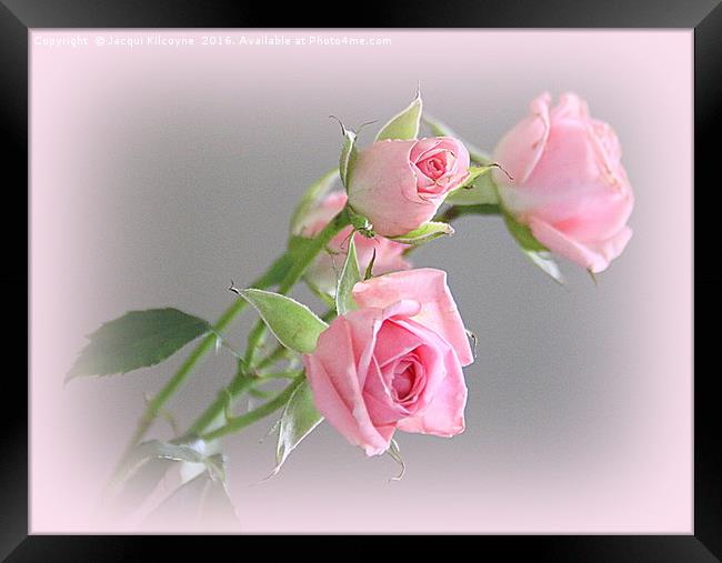Miniature Pink Roses Framed Print by Jacqui Kilcoyne