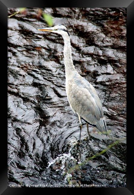 Heron at Hebden Bridge. Framed Print by Jacqui Kilcoyne
