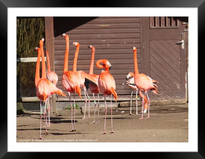 Pink Flamingo's Framed Mounted Print by Jacqui Kilcoyne