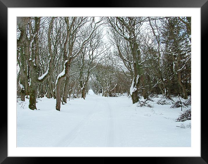 Trees in Snow Framed Mounted Print by Moira Campbell