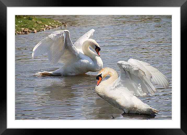 Stand Off. ! Framed Mounted Print by Irene Burdell