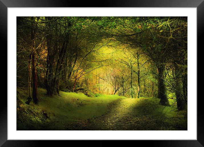  In the woods. Framed Mounted Print by Irene Burdell