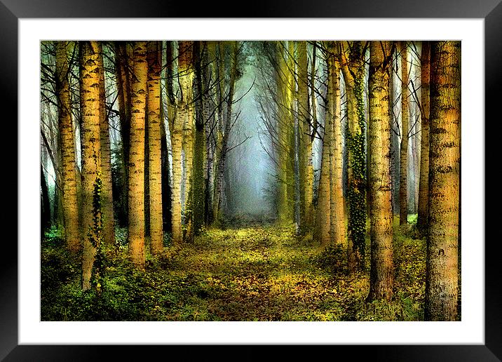  Sunrise in the forest Framed Mounted Print by Irene Burdell