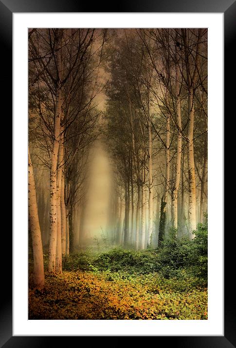  Birch Trees in the mist. Framed Mounted Print by Irene Burdell