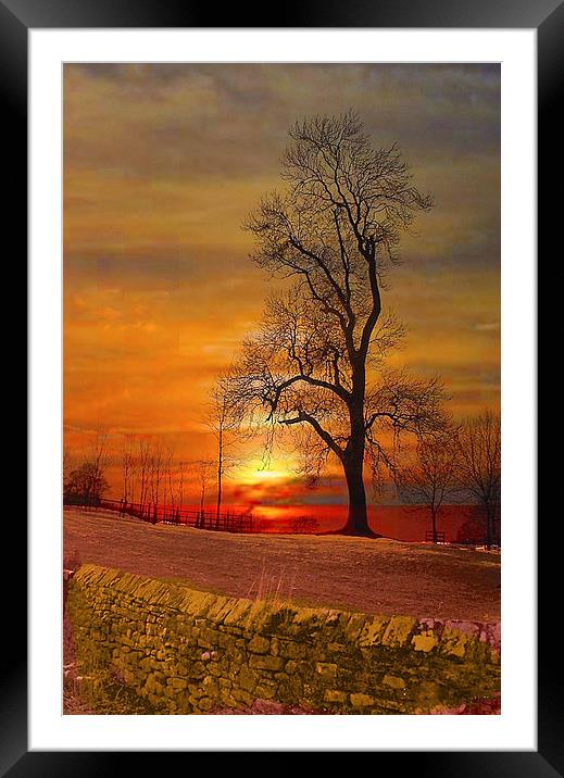  The Lone Tree Framed Mounted Print by Irene Burdell