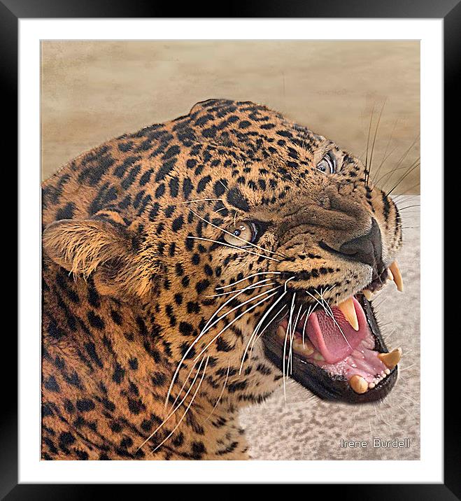 The Jaguar Framed Mounted Print by Irene Burdell