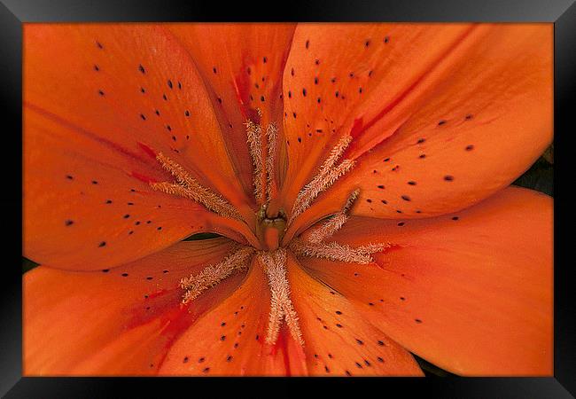 Orange Lily. Framed Print by Irene Burdell