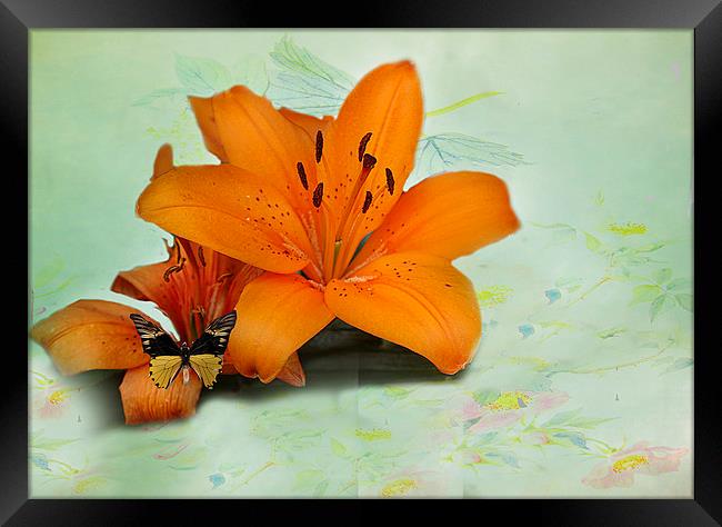 Lilies and butterfly . Framed Print by Irene Burdell