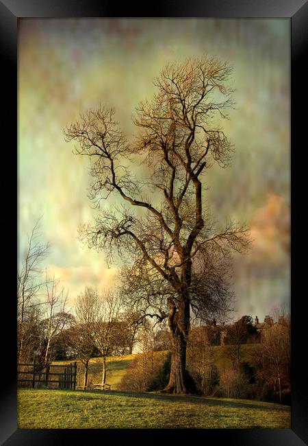 Tall tree. Framed Print by Irene Burdell