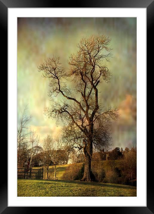 Tall tree. Framed Mounted Print by Irene Burdell