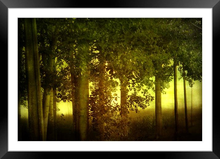 Trees  and sunrise Framed Mounted Print by Irene Burdell
