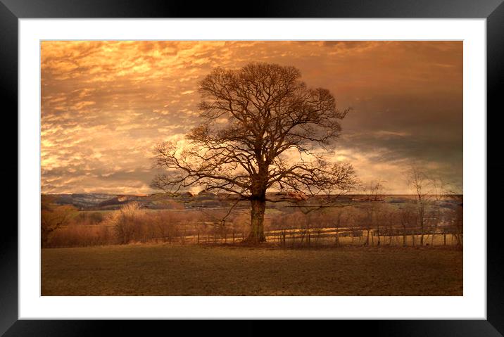 The Lone Tree Framed Mounted Print by Irene Burdell