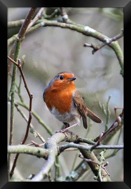 The Robin  Framed Print by Irene Burdell