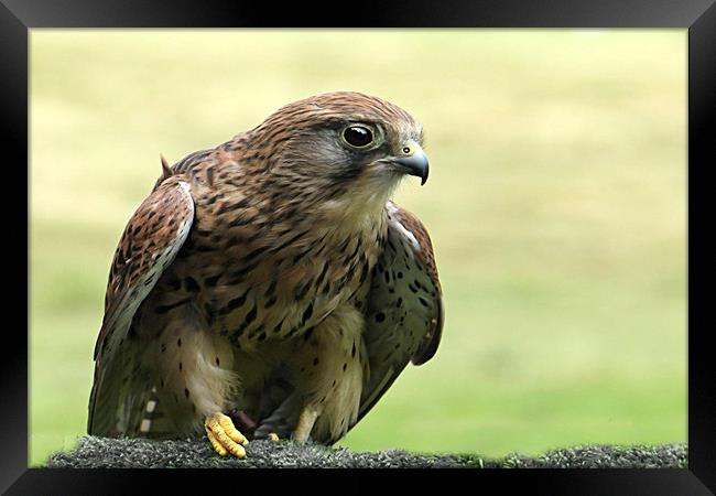 Young Kestral Framed Print by Irene Burdell