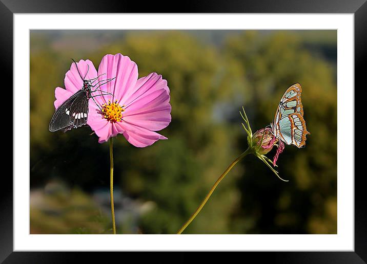 Cosmos and butterflies  Framed Mounted Print by Irene Burdell