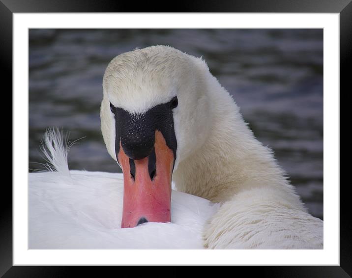 Swan Framed Mounted Print by emma thomas