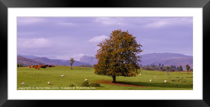 Autumnal tree Framed Mounted Print by Richie Miles