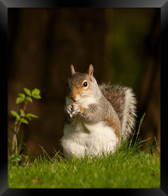 Squirrel  eating nuts in Saltwell Park Framed Print by Richie Miles