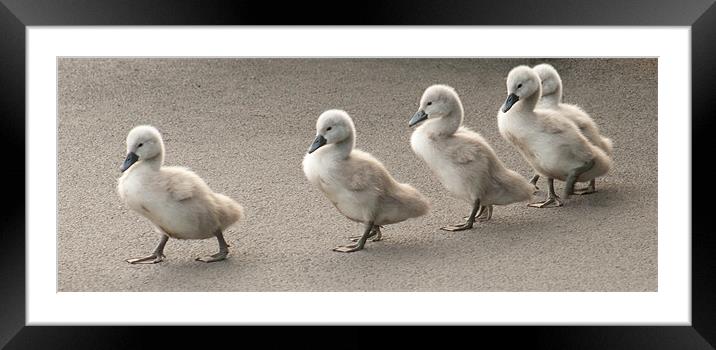 Cygnets at Saltwell Park Framed Mounted Print by Richie Miles