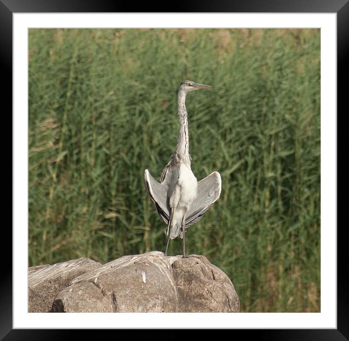 Egyptian Heron Framed Mounted Print by Richie Miles