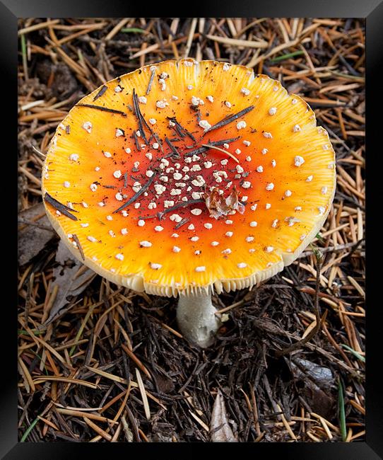 Wild yellow mushroom Framed Print by Richie Miles