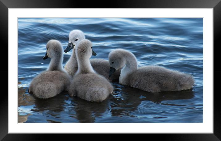 four cygnets Framed Mounted Print by Richie Miles