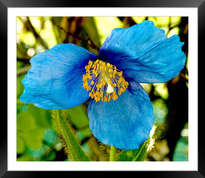 Himalayan Blue Poppy Framed Mounted Print by Tim O'Brien