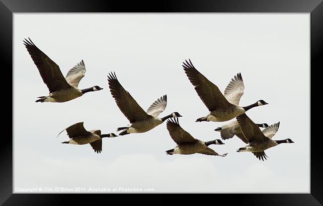 Canada Geese in Flight Framed Print by Tim O'Brien