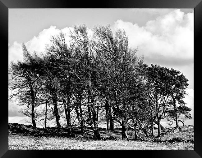 Trees Windswept Black and White Framed Print by Tim O'Brien
