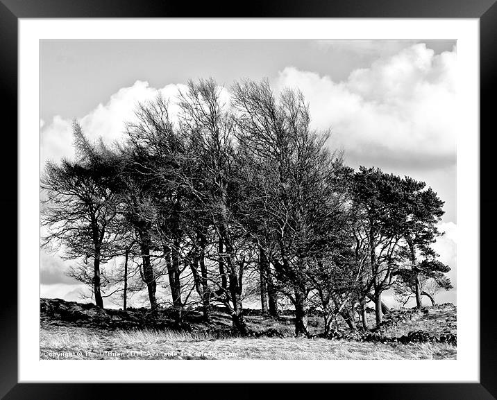 Trees Windswept Black and White Framed Mounted Print by Tim O'Brien