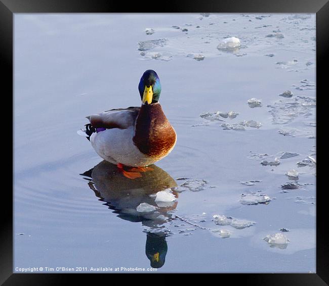 Mallard Duck on Ice Framed Print by Tim O'Brien