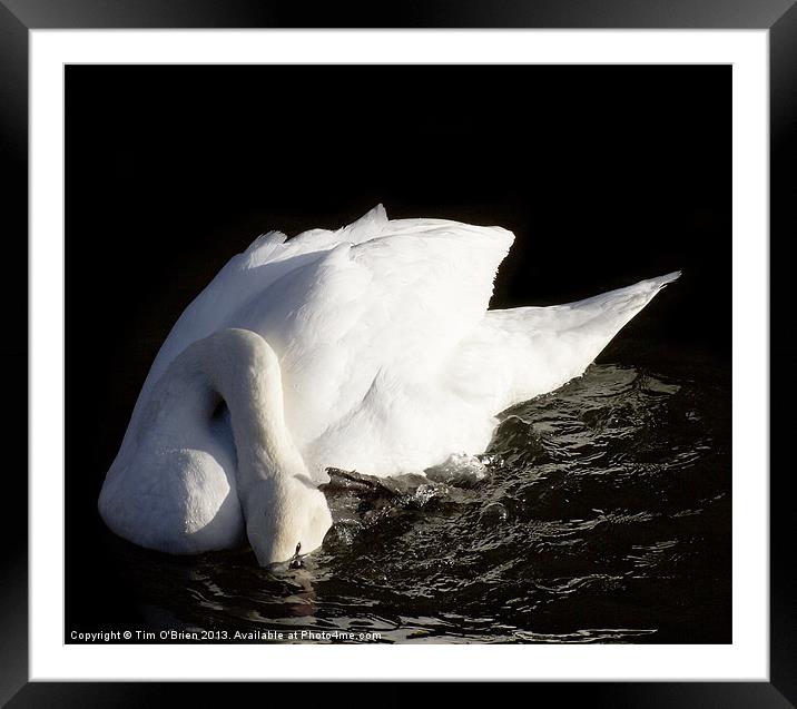 Swan Ducking Head Framed Mounted Print by Tim O'Brien