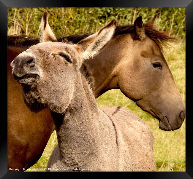 Friendship Horse and Donkey Framed Print by Tim O'Brien