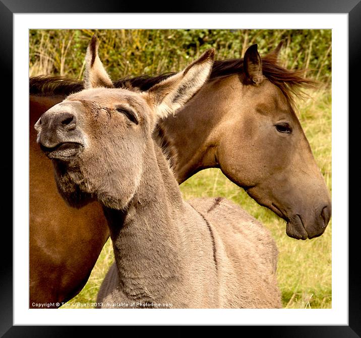 Friendship Horse and Donkey Framed Mounted Print by Tim O'Brien