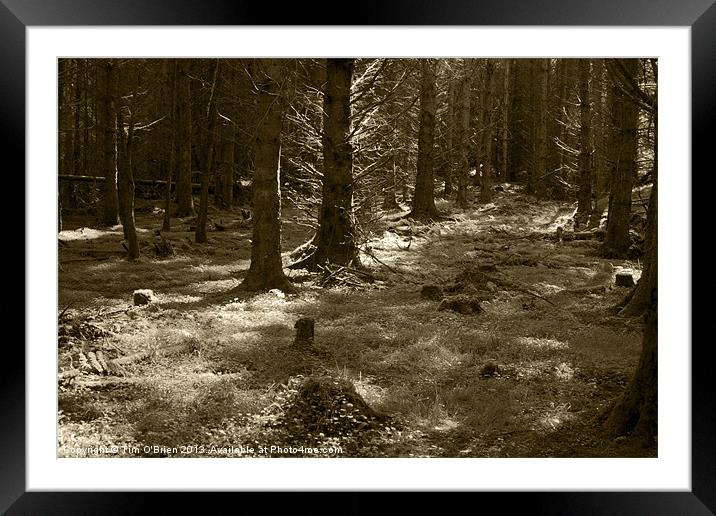 Light Through Trees Framed Mounted Print by Tim O'Brien