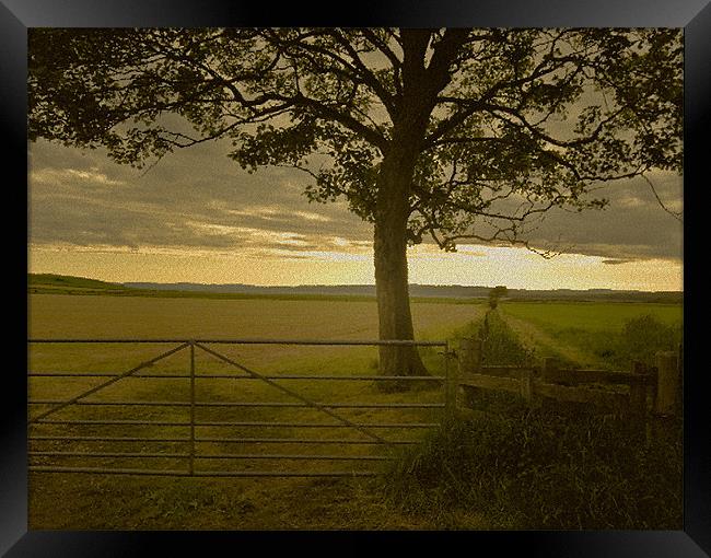 Tree and Field Framed Print by Tim O'Brien