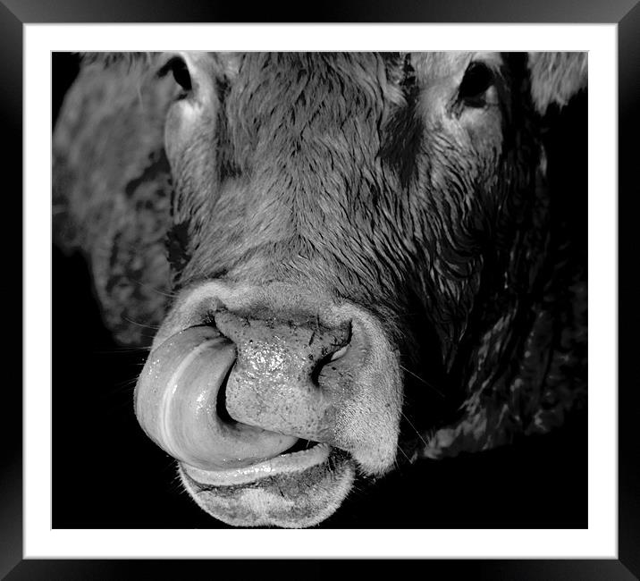 Cow and Tongue Framed Mounted Print by Tim O'Brien